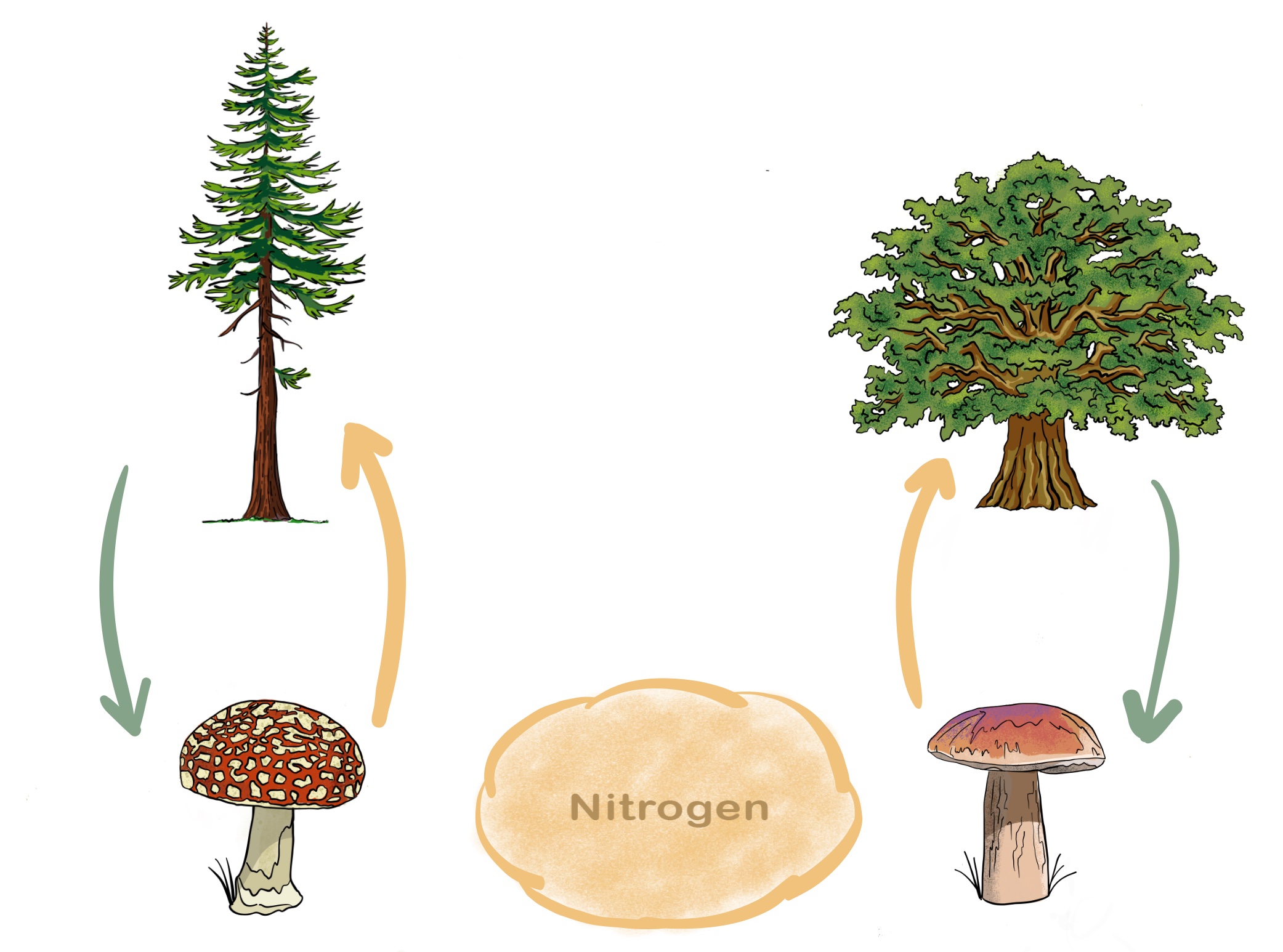 Two trees growing with a shared nutrient pool