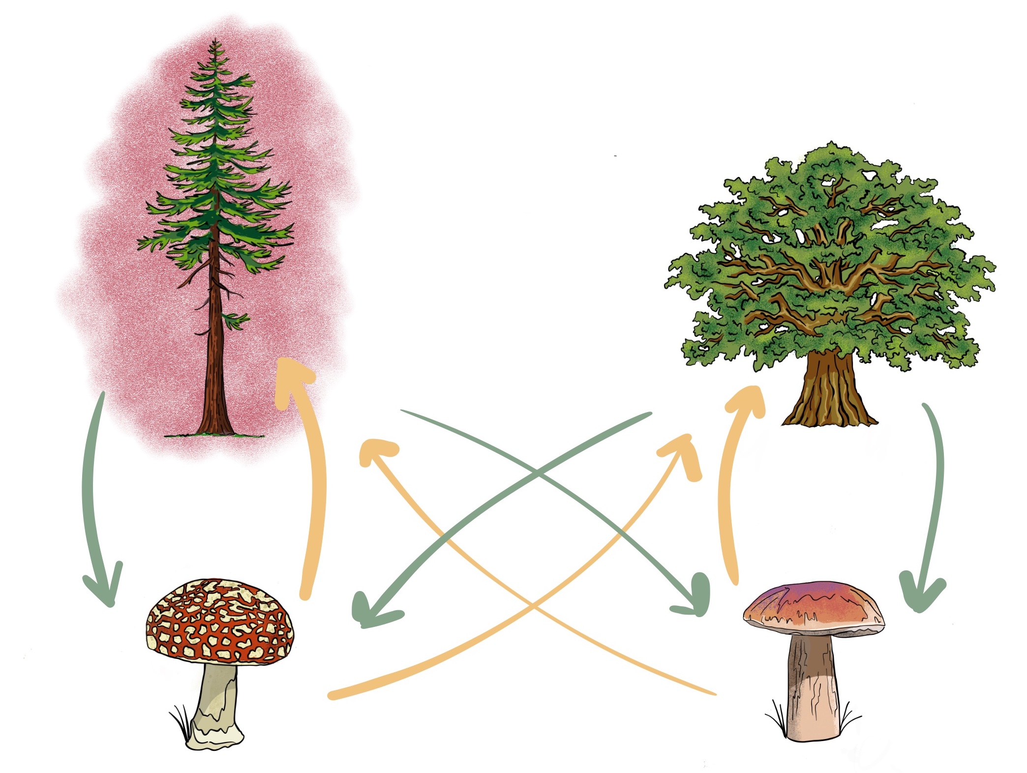 A sick tree connected to its neighbor via fungal networks
