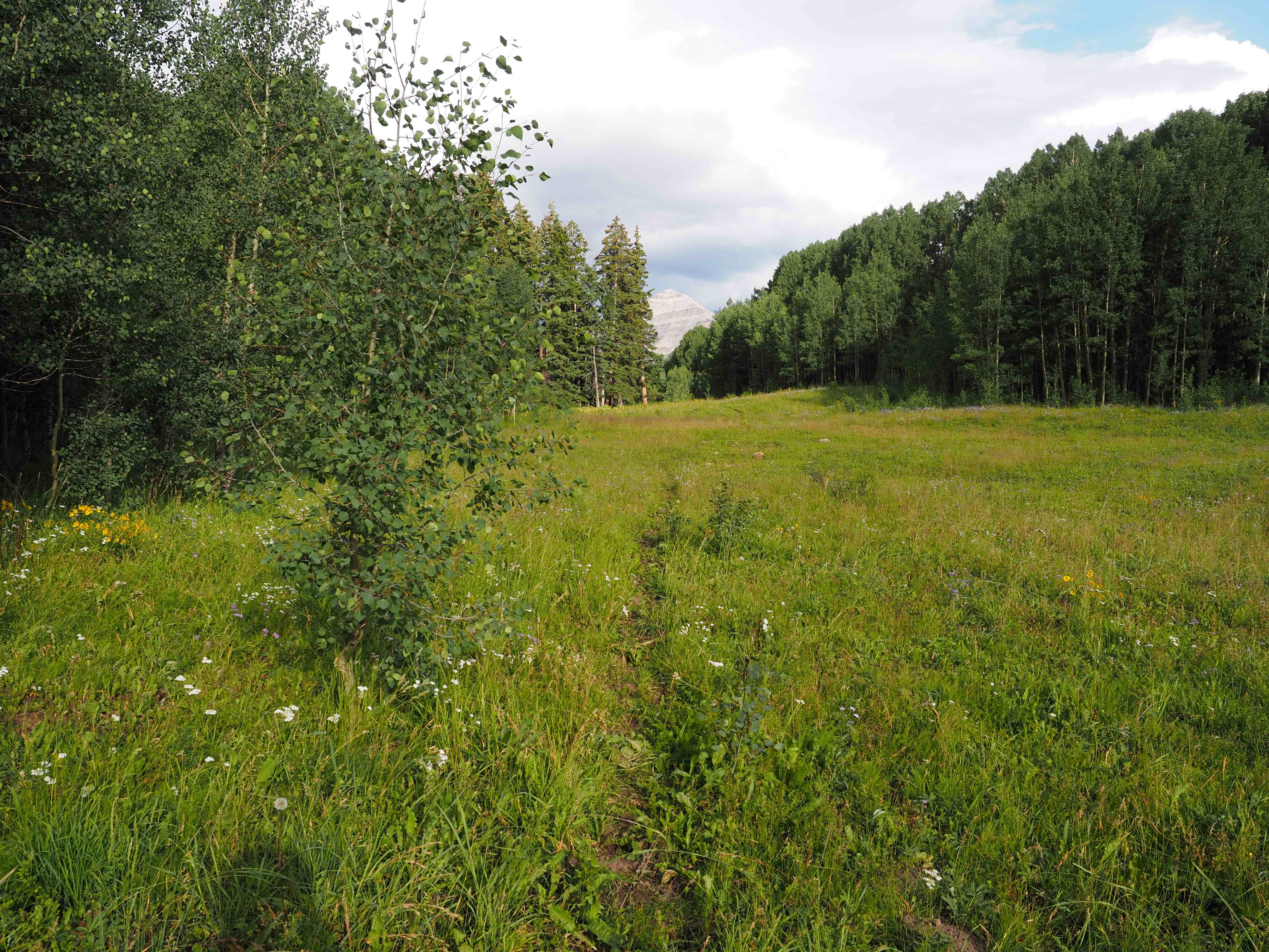 A beautiful meadow at high elevation